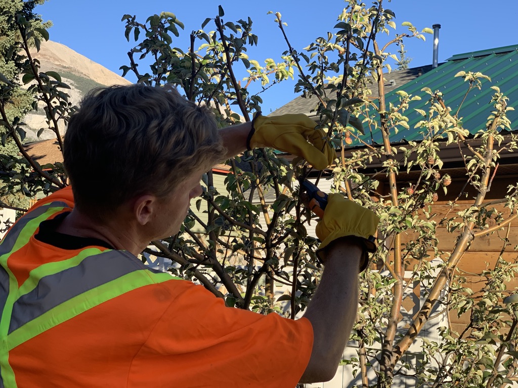 Cochrane Small Tree Pruning | 52 Bow Ridge Dr, Cochrane, AB T4C 1V5, Canada | Phone: (403) 505-9615