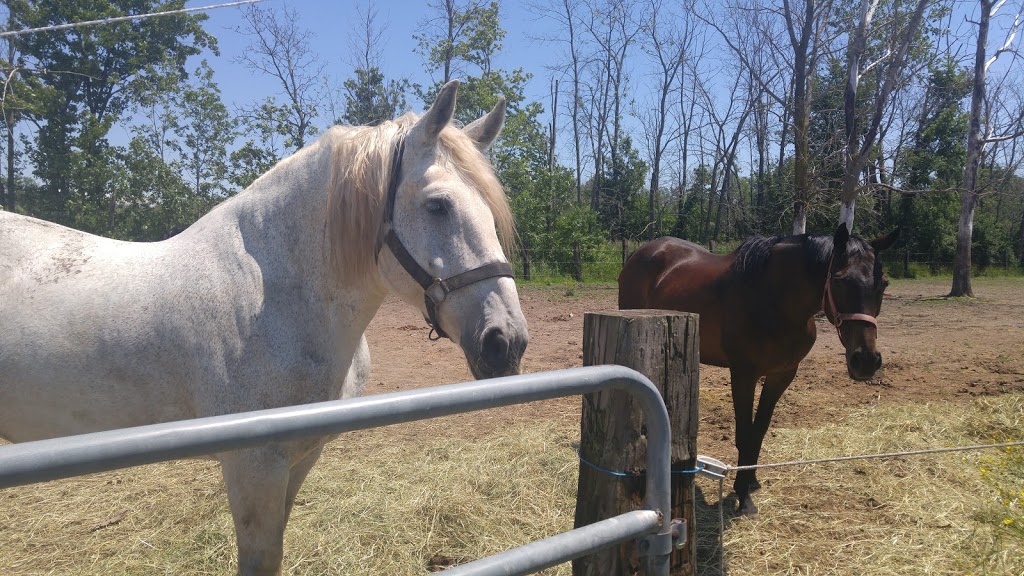 Last Chance Horse And Pony Rescue | 4269 Rebstock Rd, Crystal Beach, ON L0S 1B0, Canada | Phone: (905) 380-1440