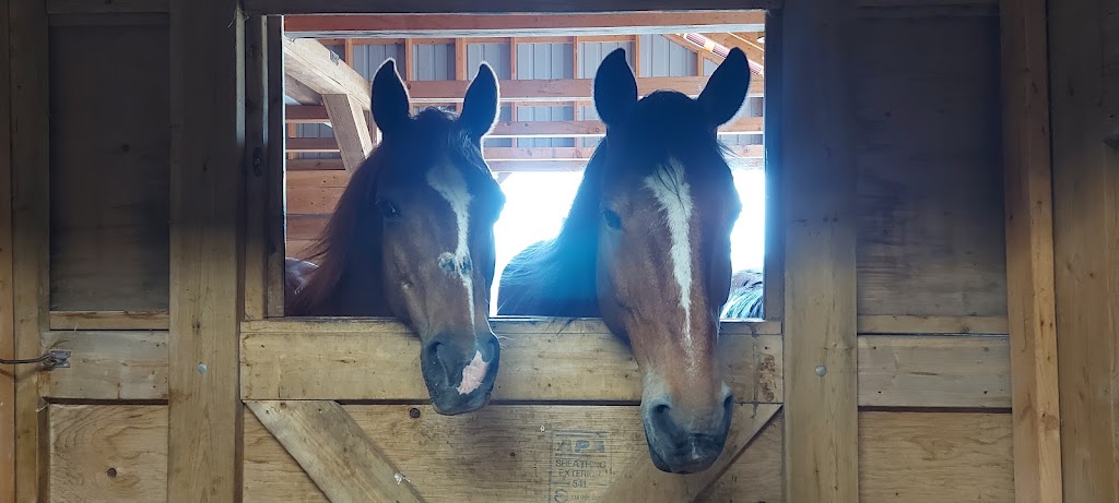 Grace Acres Equine Connection | 2050 Vent Rd, Napanee, ON K7R 3K9, Canada | Phone: (613) 214-2963