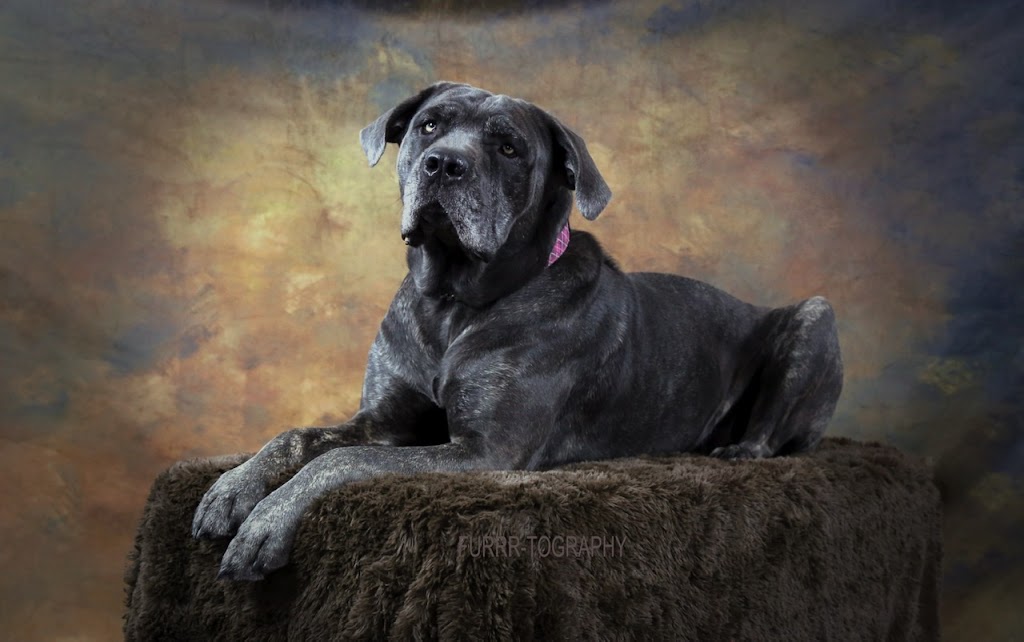 FURRR-TOGRAPHY (Pet Photographer) | 4423 47 St, Gibbons, AB T0A 1N0, Canada | Phone: (780) 923-3558