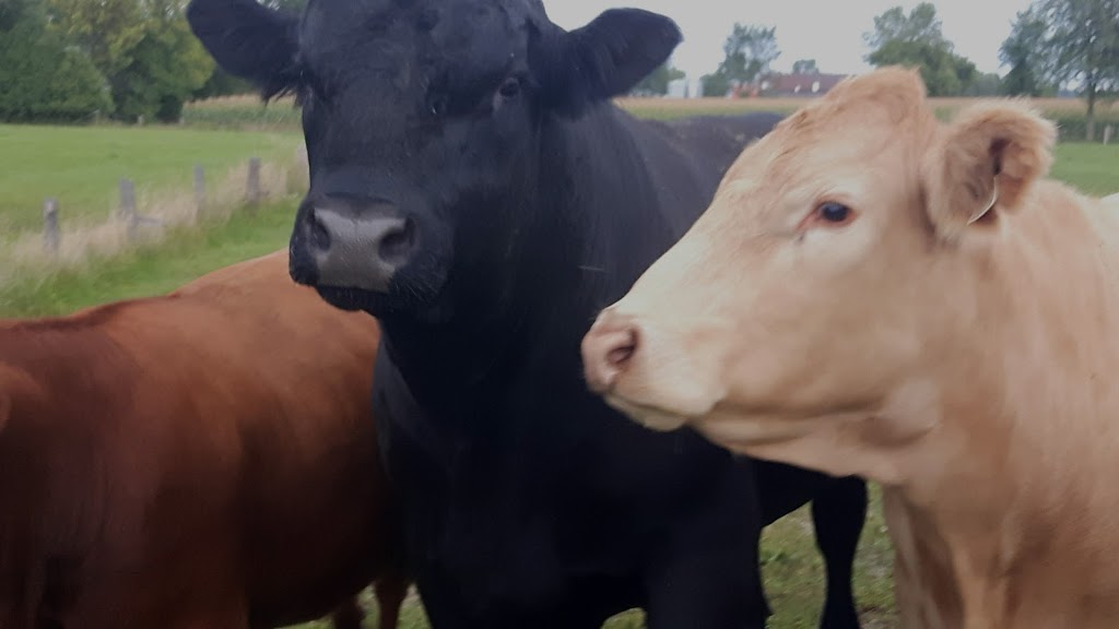 Ferme Gilnor Angus | 397 Rang du Bas de lAssomption S, LAssomption, QC J5W 1Z8, Canada | Phone: (450) 589-5066