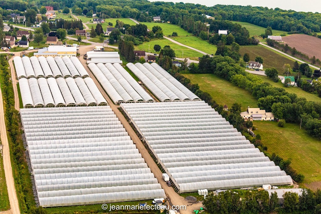 Fraises De LIle DOrleans | 7278 Chem. Royal, Saint-Laurent-de-lÎle-dOrléans, QC G0A 3Z0, Canada | Phone: (418) 995-1281