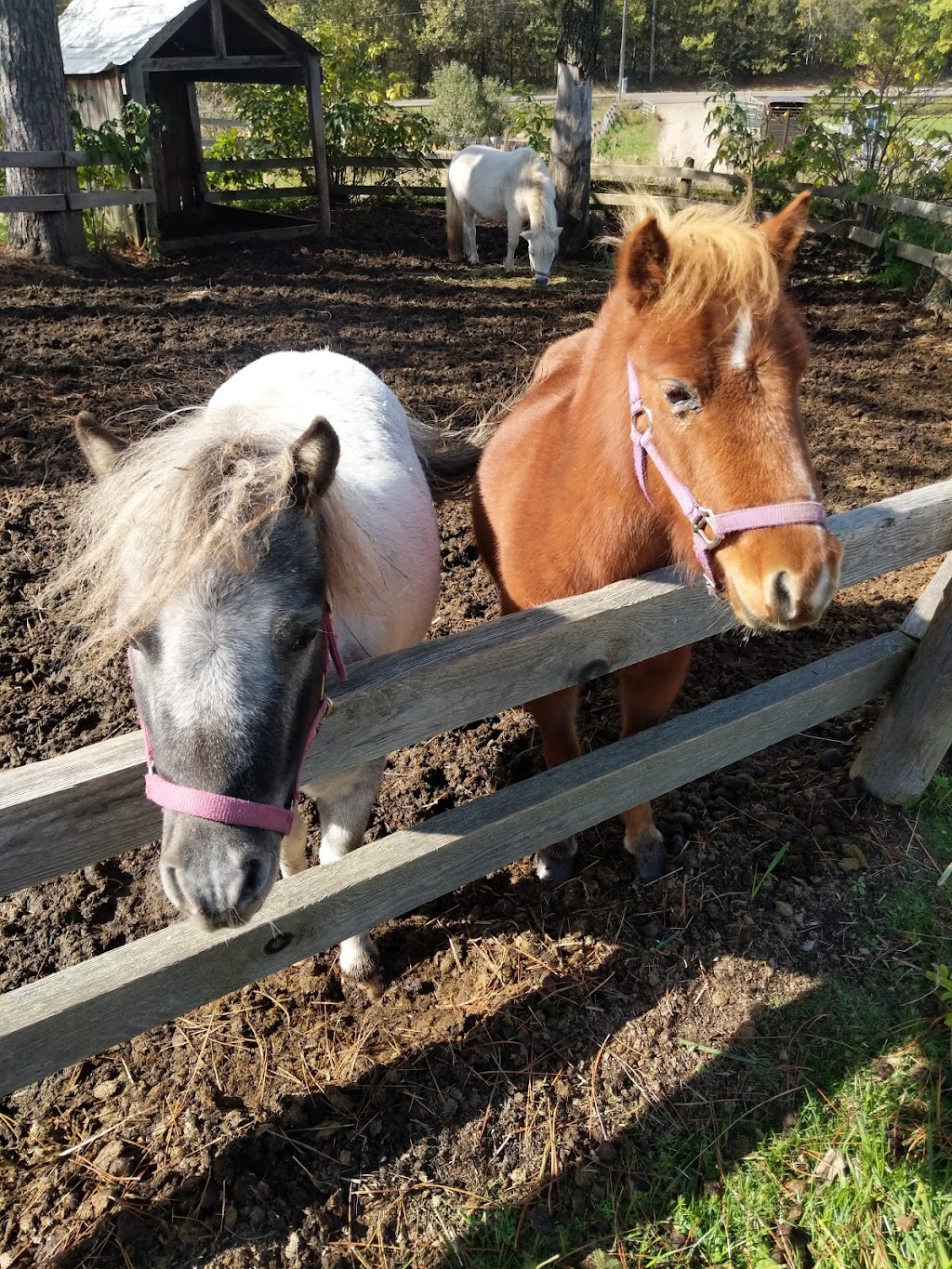 Adventure Stables | 303 Hay Creek Rd, Whitney, ON K0J 2M0, Canada | Phone: (613) 637-1179