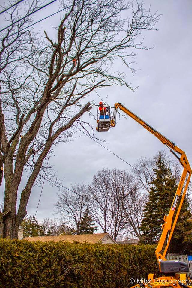 Out Of Your Tree Care | 465 St Patrick St W, Fergus, ON N1M 1P6, Canada | Phone: (226) 820-3611