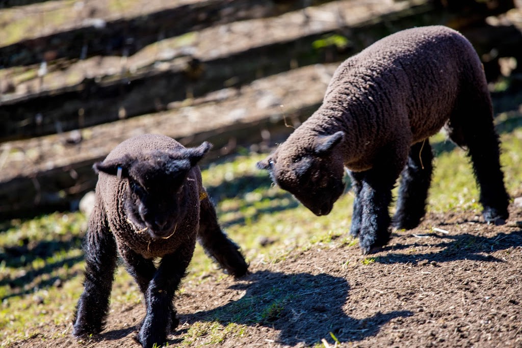 sunset farm | 1325 Sunset Dr, Salt Spring Island, BC V8K 1E2, Canada | Phone: (250) 537-2082