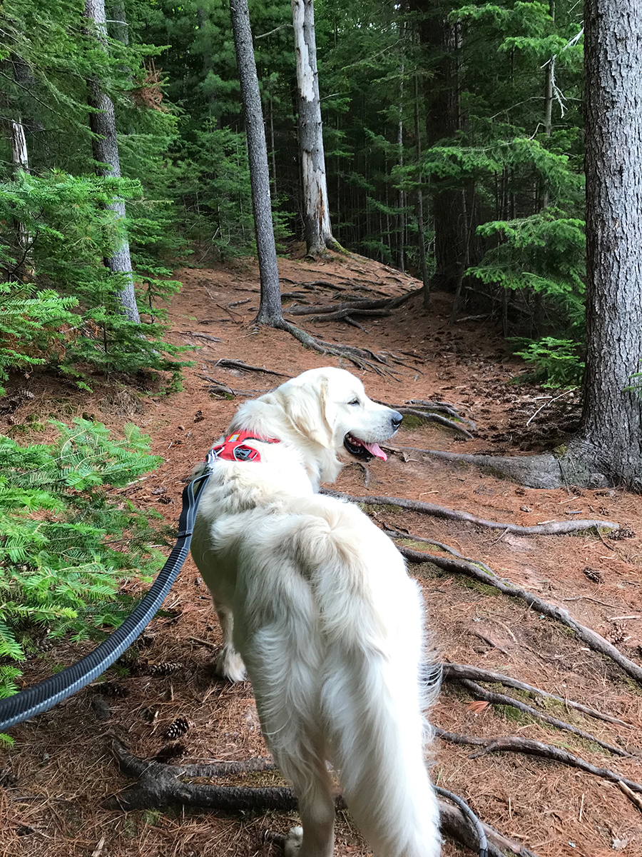 Backroad Golden Retrievers | 10150 Trans-Canada Hwy, Hazelbrook, PE C1B 0S2, Canada | Phone: (902) 569-4956