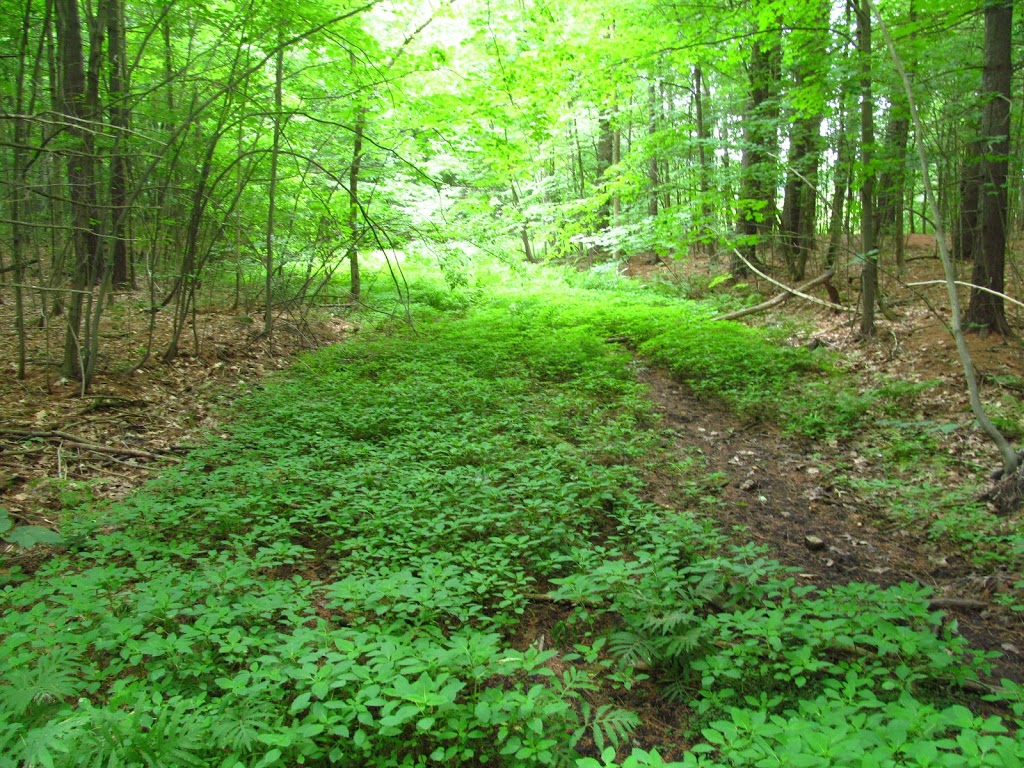 Jones Creek Trails - Thousand Islands National Park | 1231-1241 Thousand Islands Pkwy, Mallorytown, ON K0E 1R0, Canada | Phone: (613) 923-5261