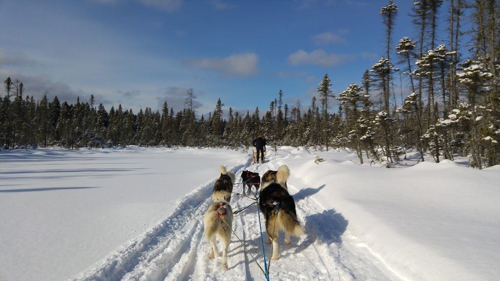 Siberlou traineau à chiens | 749 Mnt de la Mer Bleue, LAscension, QC J0T 1W0, Canada | Phone: (819) 275-3957