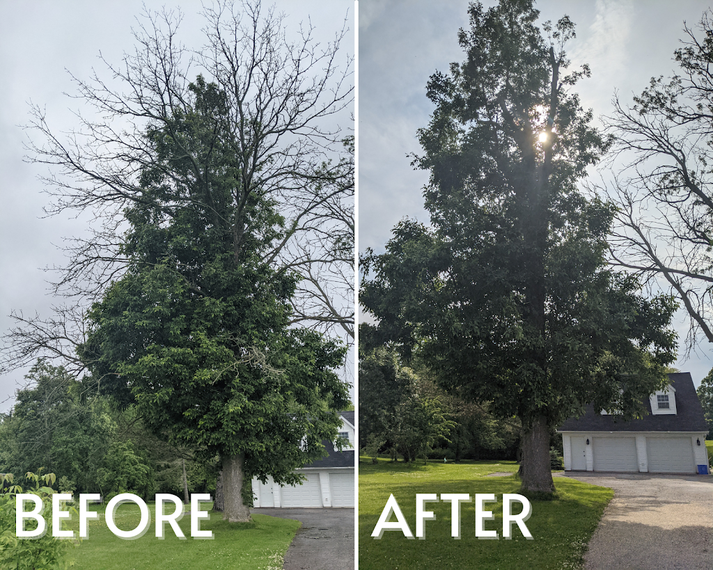 Knotty Tree Professional Tree Service | 2350 Hollow Rd, Fonthill, ON L0S 1E6, Canada | Phone: (905) 327-6454