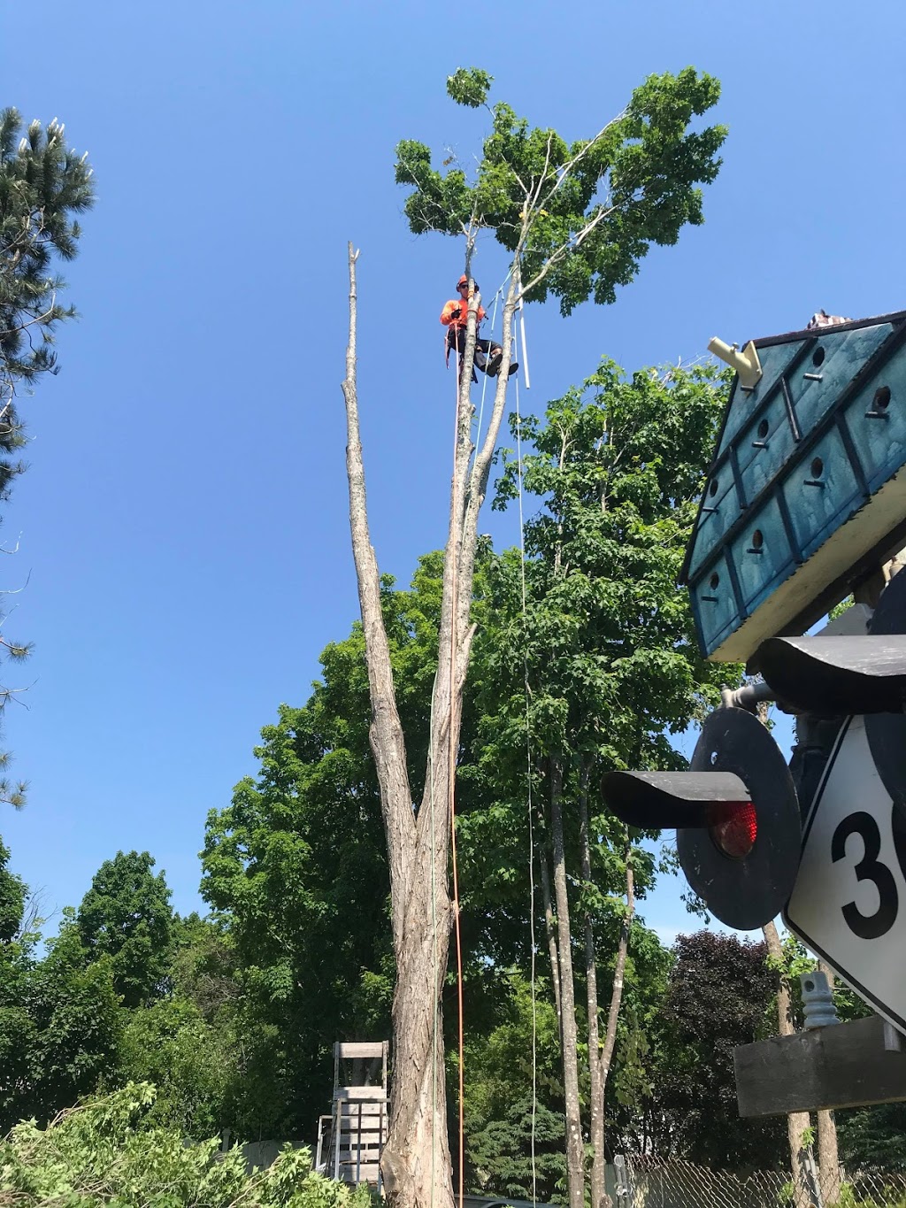 Silvacare Tree Service | 2481 Wyvern Rd, River Philip, NS B0M 1V0, Canada | Phone: (902) 906-5408