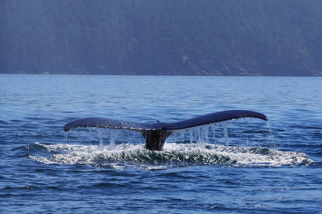 Sooke Whale Watching / Sooke Coastal Explorations | 1581 Dufour Rd, Sooke, BC V9Z 0T6, Canada | Phone: (250) 642-2343