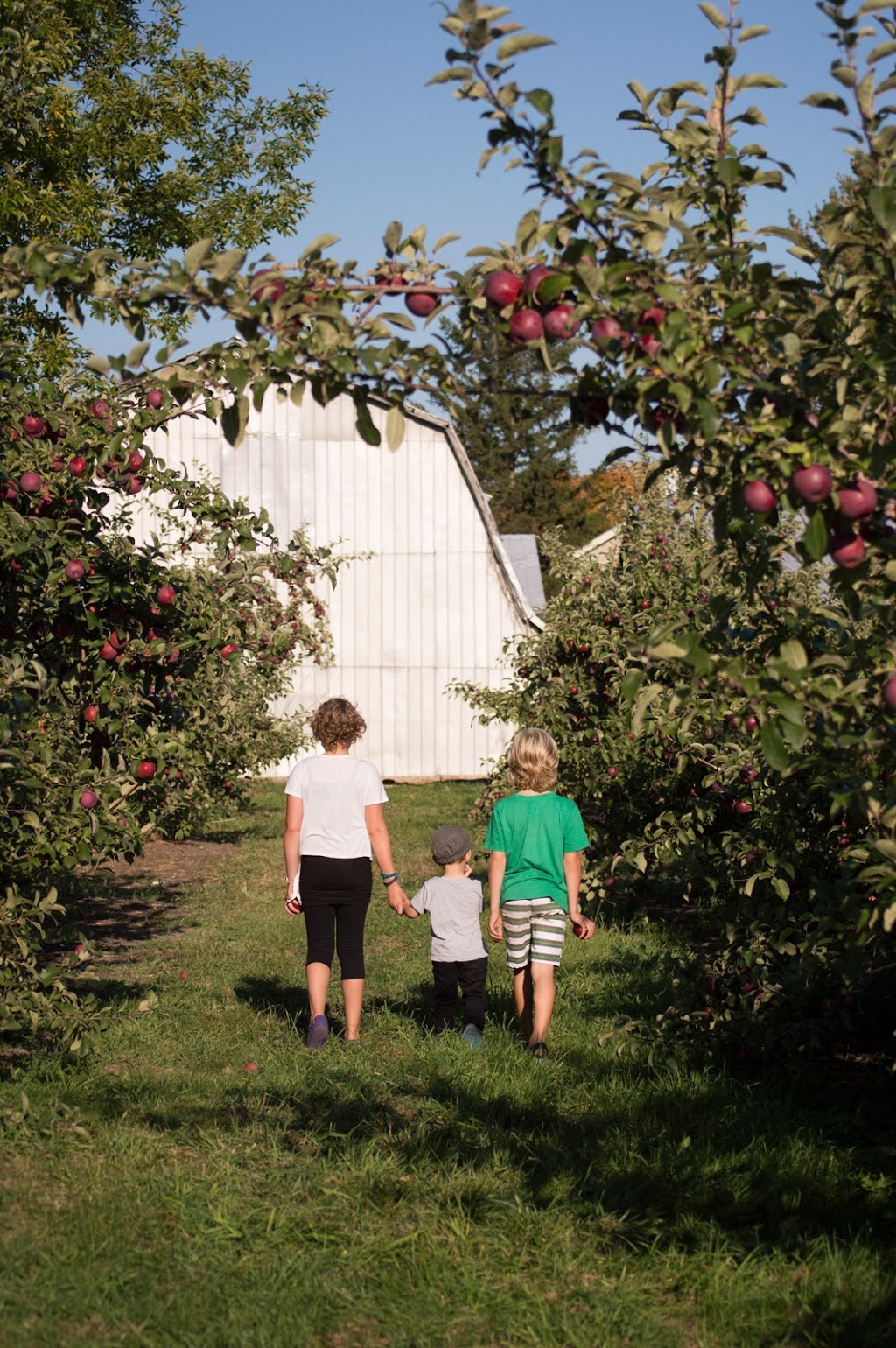 Hillspring Orchard | 1019 QC-202, Franklin, QC J0S 1E0, Canada | Phone: (450) 827-2565