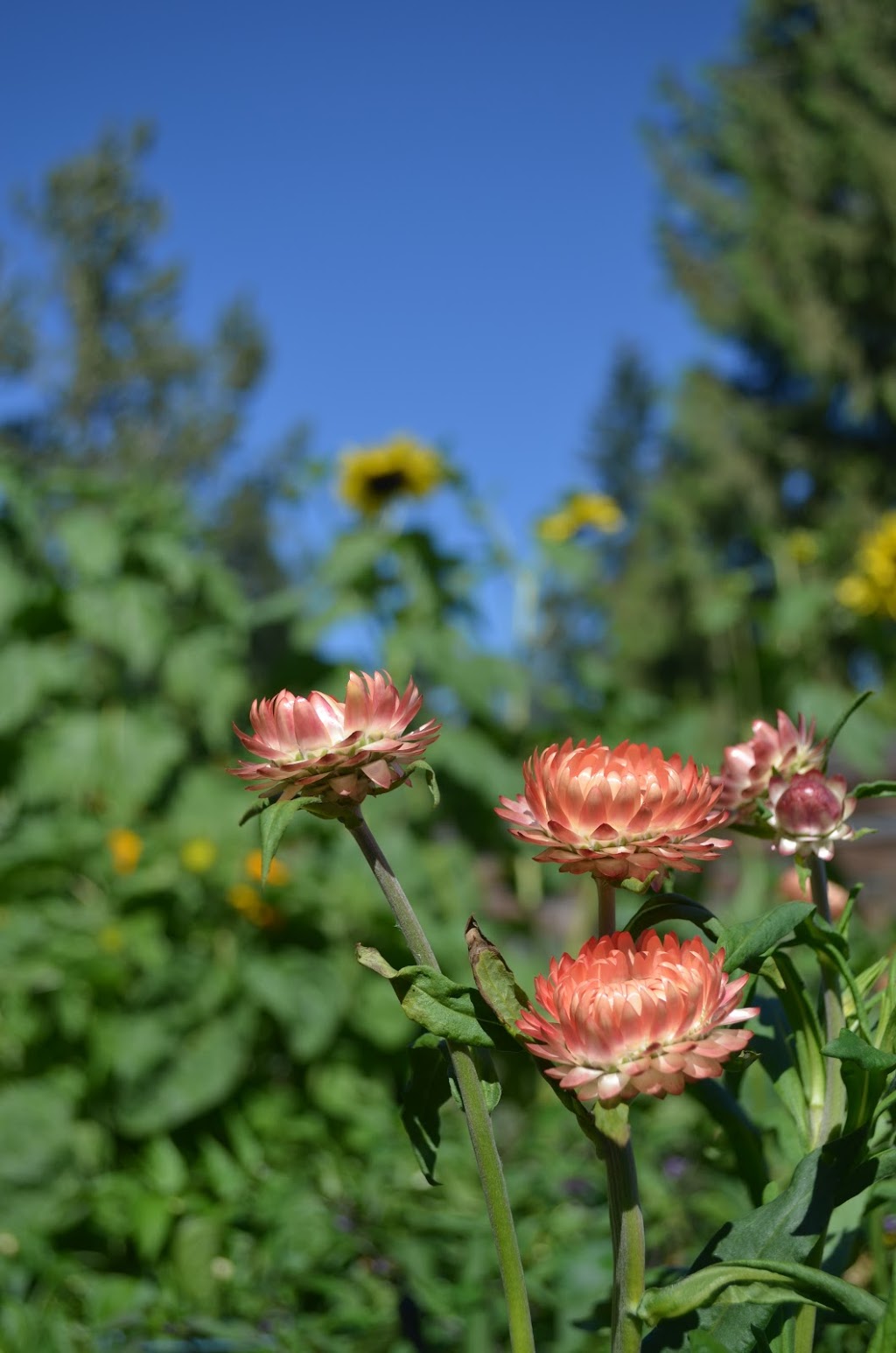 Joel McDonald’s Farm | 9201 Clay St, Mission, BC V4S 1G1, Canada | Phone: (778) 989-8045