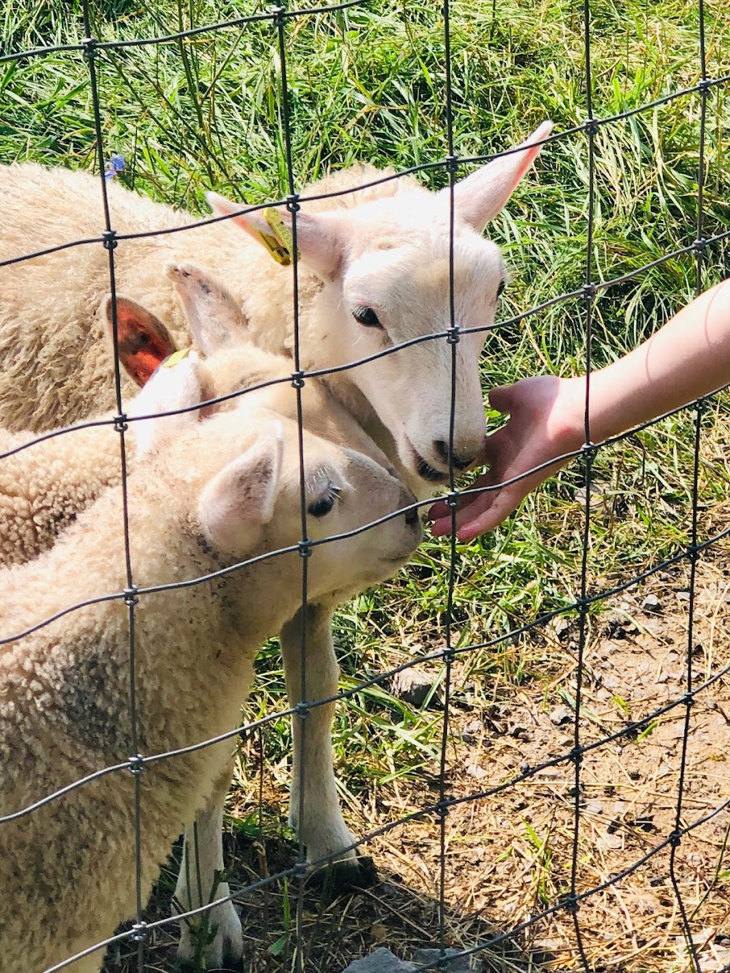 Topsy Farms | 14775 Front Rd, Stella, ON K0H 2S0, Canada | Phone: (613) 389-3444