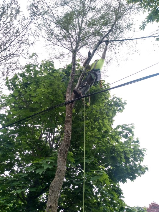 Tree Musketeers Cambridge | 19 Shady Wood Ln, Cambridge, ON N1R 5S2, Canada | Phone: (519) 994-1584