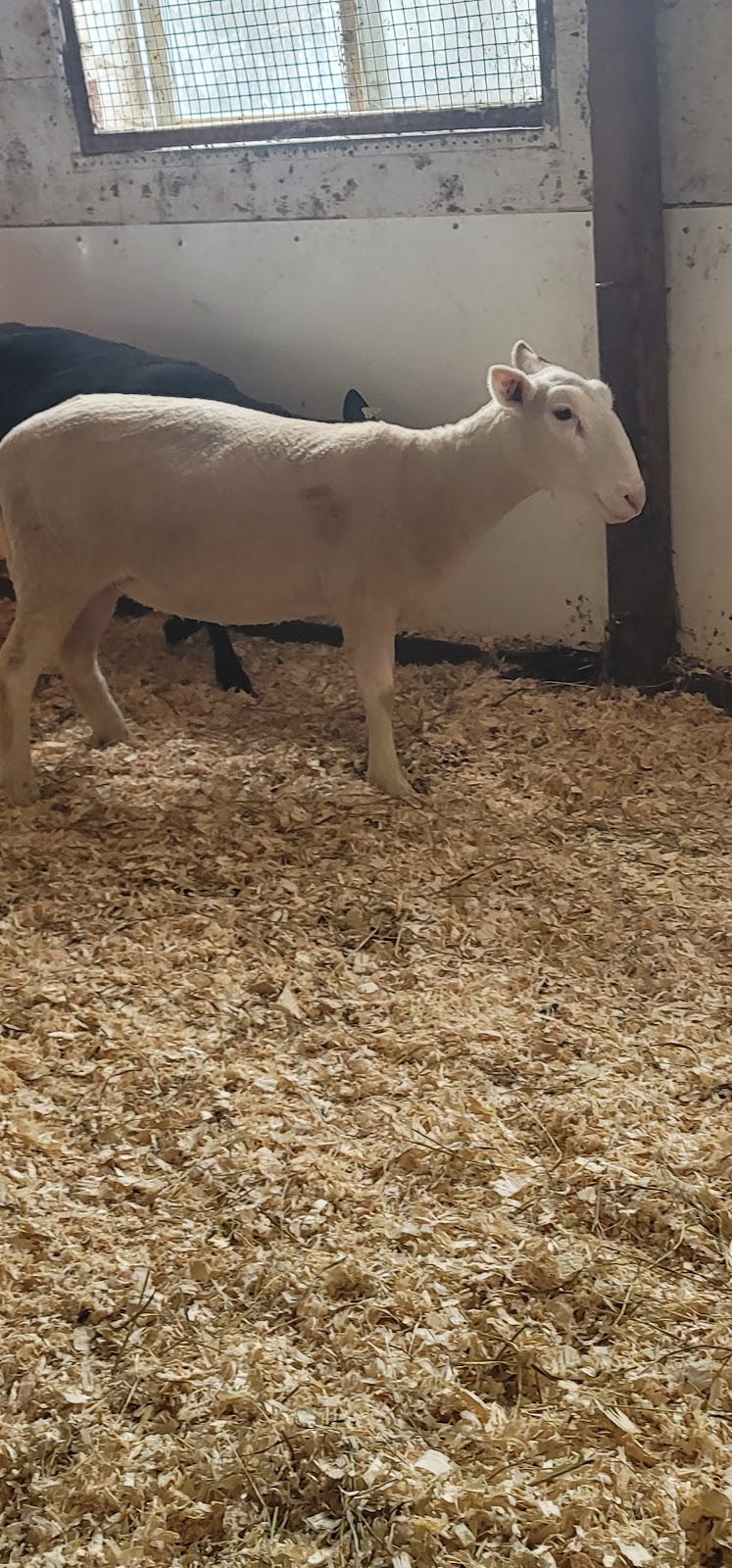 Ferme Origine | 1001 Chem. des Îles, Pintendre, QC G6C 1B5, Canada | Phone: (418) 931-9533