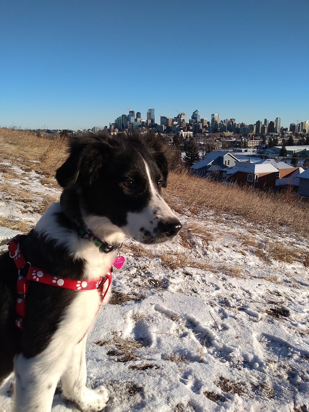 West Hillhurst off-leash area WHL-001 | 1025 19 St NW, Calgary, AB T2N 3V6 19 St NW, Calgary, AB T2N 3V6, Canada