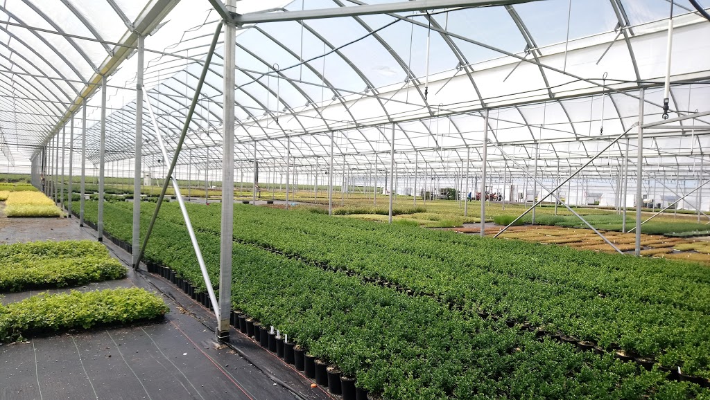 JRT Nurseries Inc. | 2396 272 St, Aldergrove, BC V4W 2R1, Canada | Phone: (604) 856-5552