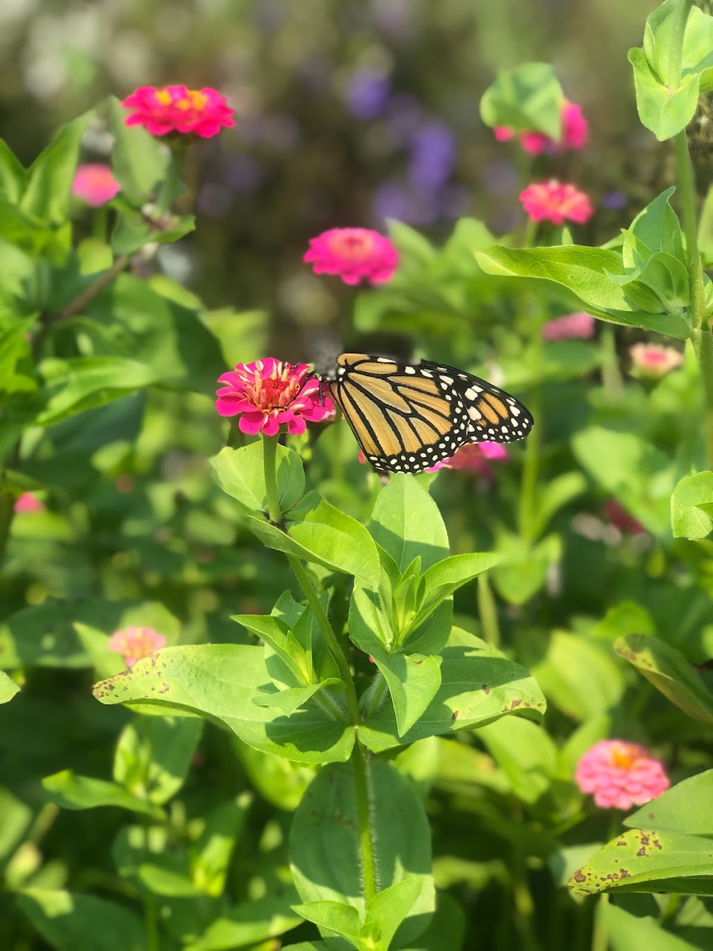 Windecker Woods Flower Farm | 215 Windecker Rd, Cayuga, ON N0A 1E0, Canada | Phone: (905) 973-1786