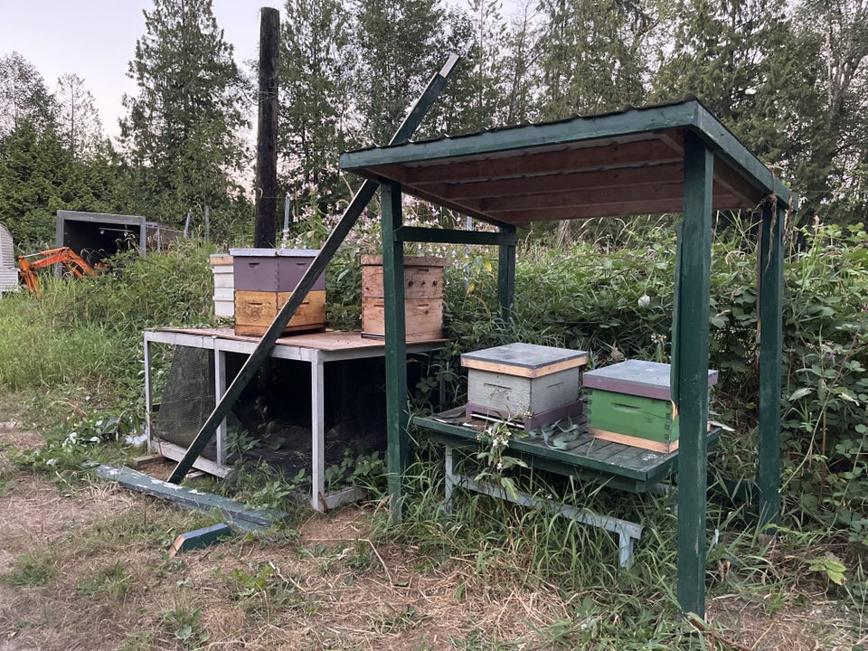 Pacific Pollinator Apiaries | 24831 80 Ave, Langley Twp, BC V1M 3P2, Canada | Phone: (778) 789-3698