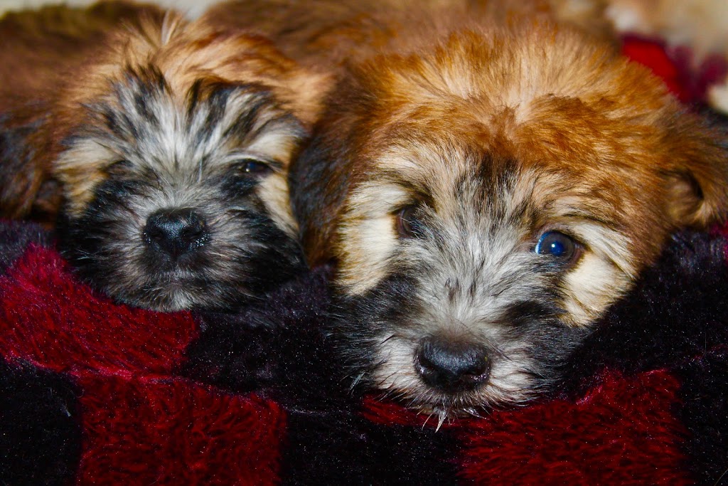 Elevage All Stars Wheaten Terrier | 2150 Rue Fradet, Drummondville, QC J2B 1N7, Canada | Phone: (819) 850-8881