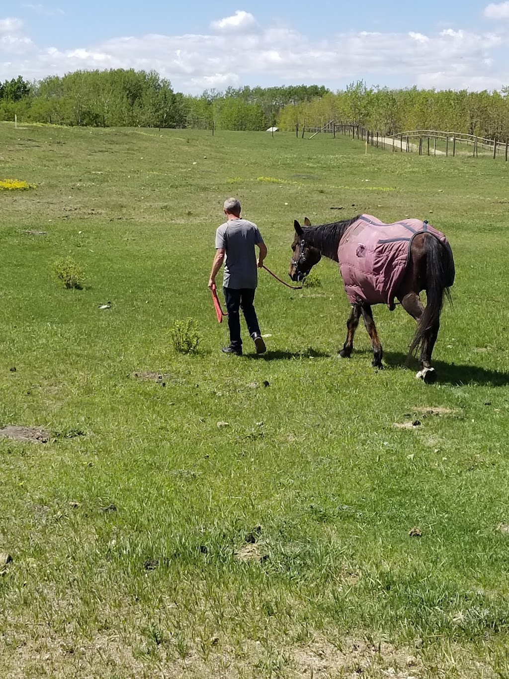 Legacy Equine Innovations | 262057 Poplar Hill Dr, Calgary, AB T3R 1C7, Canada | Phone: (403) 512-2845