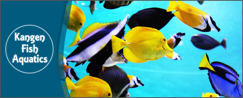 Kangen Fish Aquatics | 35 King St E Unit 15, Mississauga, ON L5A 4E1, Canada | Phone: (905) 270-9999