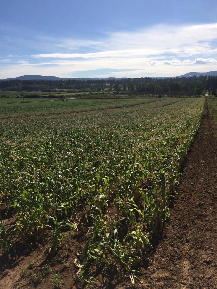 Silver Rill Corn | 7117 Central Saanich Rd, Saanichton, BC V8M 1Y3, Canada | Phone: (250) 652-3854