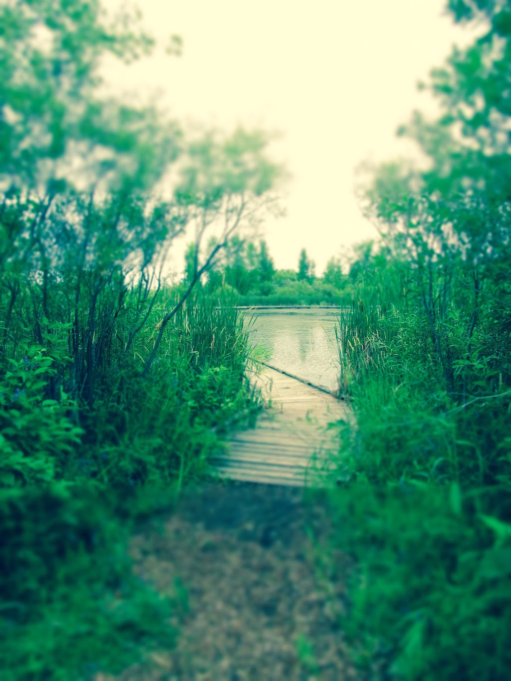 Wetland Boardwalk Trail | southwest, Winnipeg Ave, Winnipeg, MB R3P, Canada
