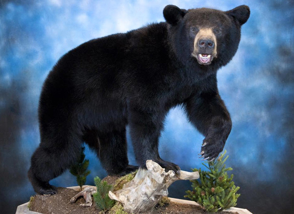 Alberta Taxidermy Studios Ltd | 4995 Centre Ave, New Sarepta, AB T0B 3M0, Canada | Phone: (780) 941-3800