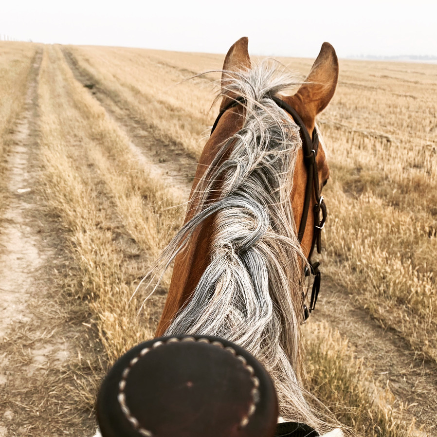 3R Horsemanship | Twp Rd 4-0 175045, Warner, AB T0K 2L0, Canada | Phone: (403) 795-2842