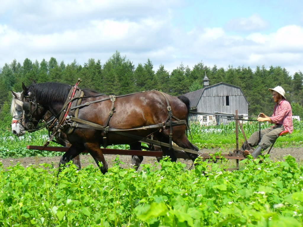 La Ferme Trotteuse | dOr, 1053 Route des Blés dOr, Sainte-Marie-de-Blandford, QC G0X 2W0, Canada