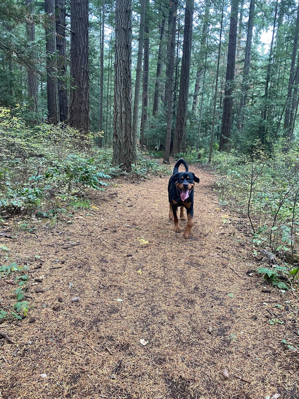 Rain or Shine Dog Walking | 833 Admirals Rd, Victoria, BC V9A 2P1, Canada | Phone: (250) 702-6142