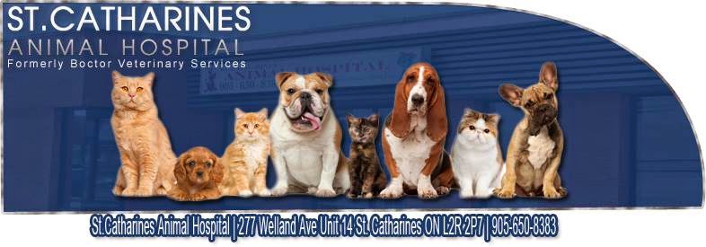 St. Catharines Animal Hospital | 277 Welland Ave, St. Catharines, ON L2R 2P7, Canada | Phone: (905) 650-8383