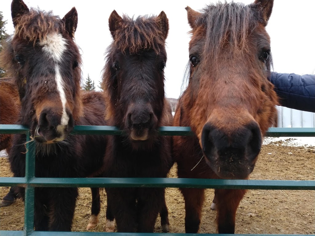 Tin Star Farm | 2403 Two Islands Rd, Parrsboro, NS B0M 1S0, Canada | Phone: (902) 216-0729