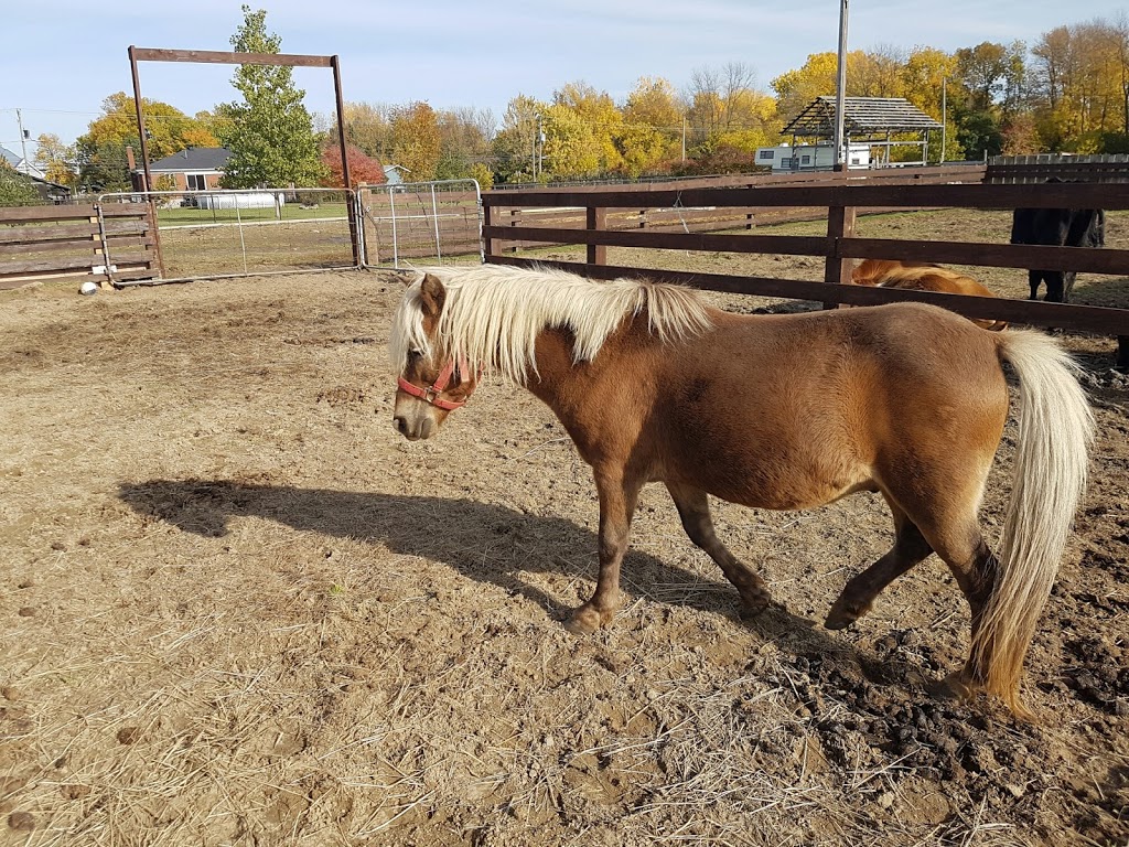 Ferme du Domaine Quinchien | 552 Route de Lotbinière, Vaudreuil-Dorion, QC J7V 0H4, Canada | Phone: (438) 837-9808