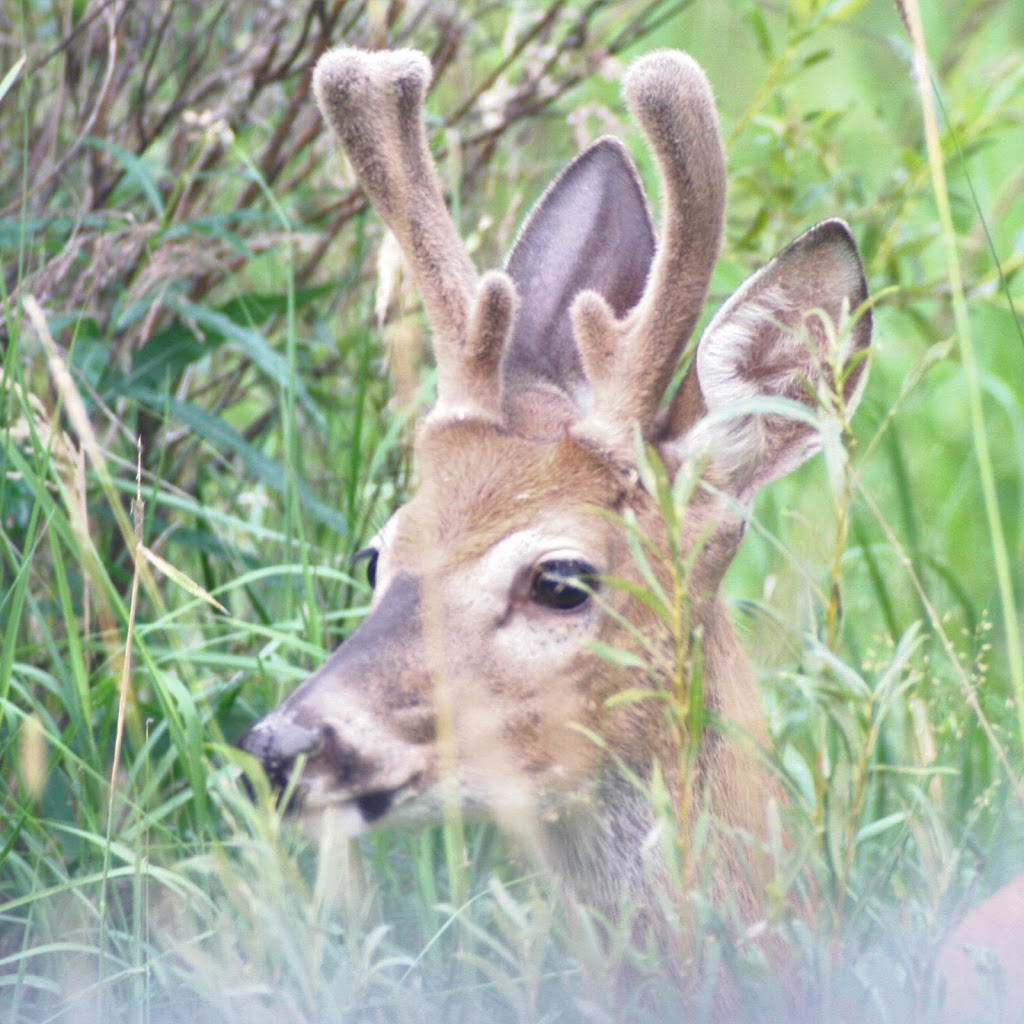 Last West Photography | RR1, Bluffton, AB T0C 0M0, Canada | Phone: (403) 607-1624