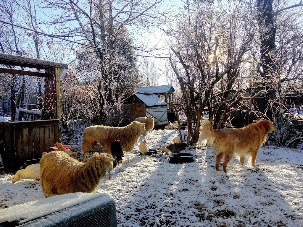 Gold Dog Farm and Sanctuary | 946 Line Rd, Montague, PE C0A 1R0, Canada | Phone: (902) 326-8655