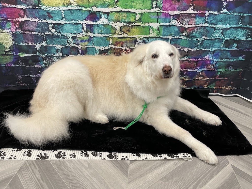 Dirty Dog Groomers | 255 Davison Dr #4, Red Deer, AB T4R 2H2, Canada | Phone: (587) 273-3877