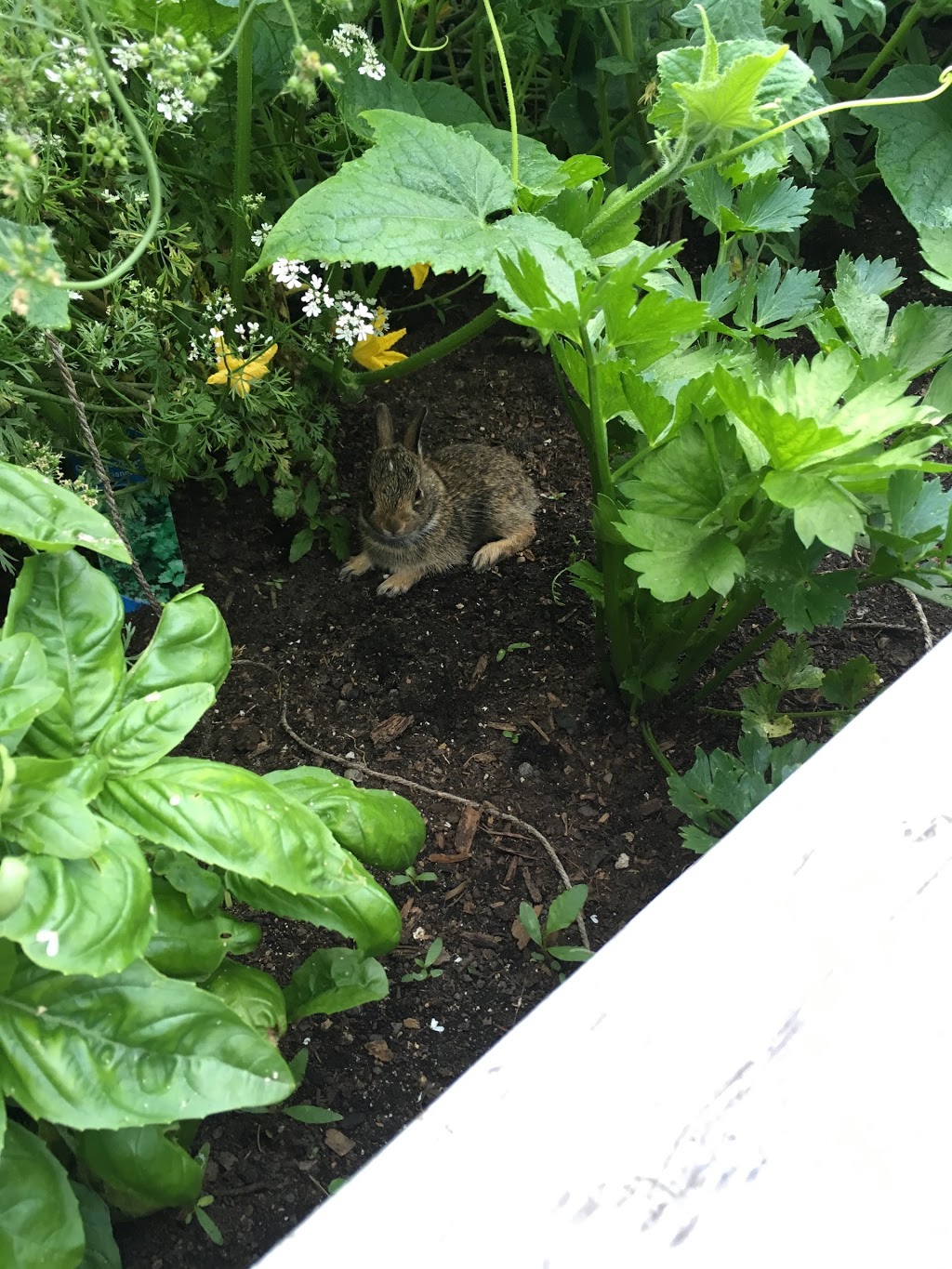 Beach Community Edible Garden | The Beach, Toronto, ON M4L 3W6, Canada