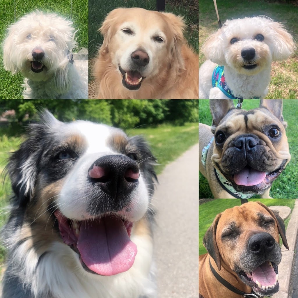 Smiley Pets Burlington-Dog walking & Pet visiting- | 5146 Wood Crescent, Burlington, ON L7L 6N4, Canada | Phone: (905) 334-9963