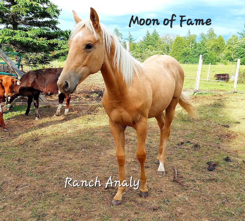 Ranch Analy | 14 rang 5 Est, Saint-François-Xavier-de-Viger, QC G0L 3C0, Canada | Phone: (418) 860-8854