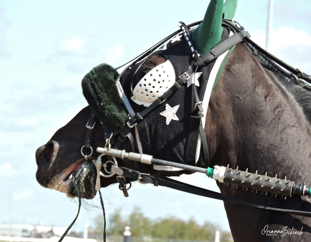 Alberta Standardbred Horse Association | 151 East Lake Boulevard Northeast, #207 NW Corner of the Vet Ag Bldg. Second floor, no, wheelchair access, Airdrie, AB T4A 2G1, Canada | Phone: (403) 263-7765