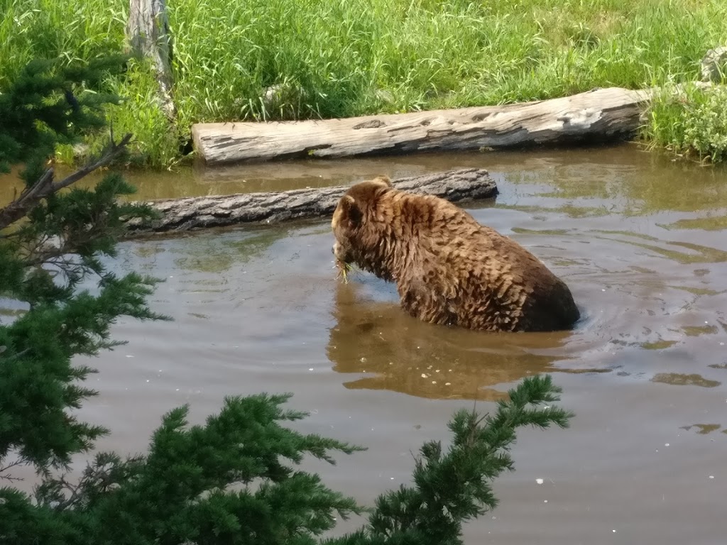 Grouse Mountain Grizzly Bear Habitat | North Vancouver, BC V7R, Canada | Phone: (604) 980-9311