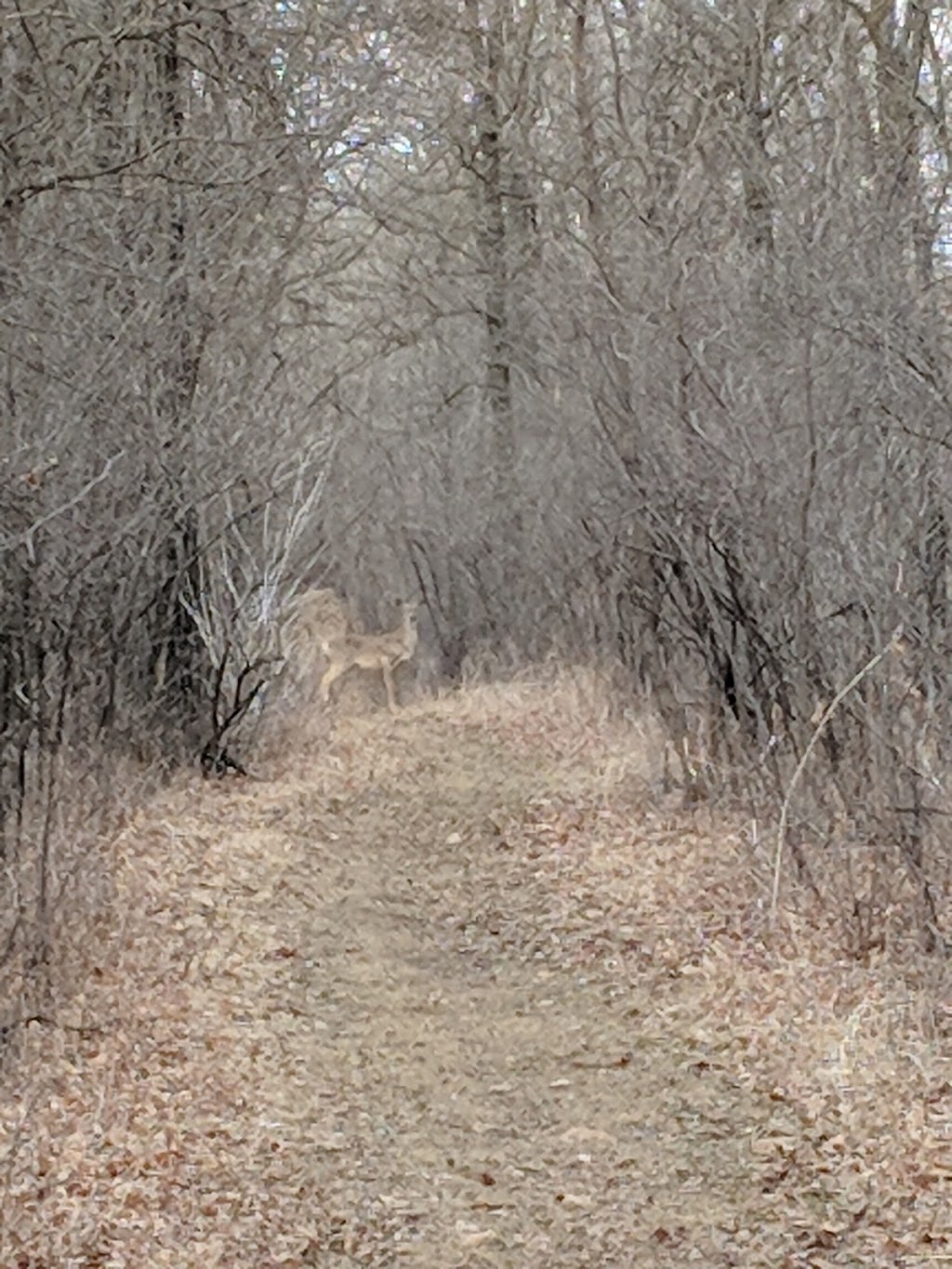 Horse Back River Trails | Avenue St Viateur, Otterburne, MB R0A 1G0, Canada | Phone: (204) 392-2458