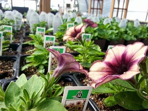 Country Gardens and Greenhouse Ponoka | RR 1 Stn Main, 432028 AB-822, Ponoka County, AB T4J 1R1, Canada | Phone: (403) 704-4145