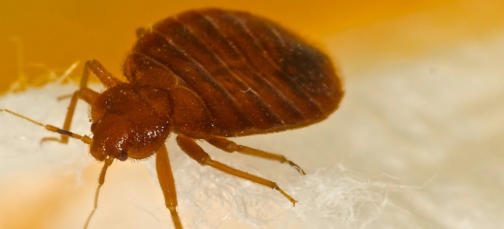 Bed Bug Authority Canada | 53 Nadia Pl, Oakville, ON L6H 1K1, Canada | Phone: (416) 951-0383