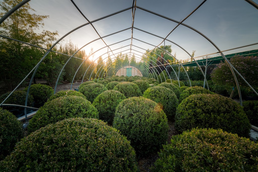 Coivic Specimen Trees & Shrubs | 5487 Eighth Line, Milton, ON L9E 1A3, Canada | Phone: (905) 878-9101