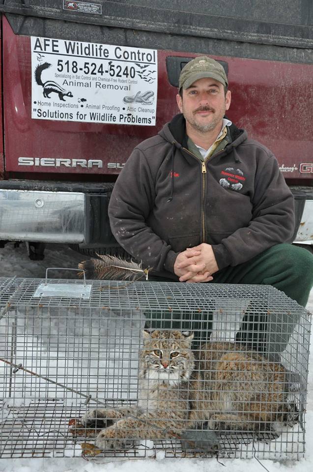 A.F.E Nuisance Wildlife Control | 1211 Lake Shore Rd, Chazy, NY 12921, USA | Phone: (518) 524-5240