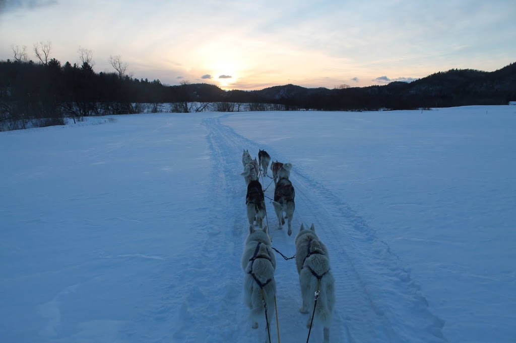 Chiens de traîneau Gatineau Sled Dogs | 10 Mnt Dumouchel, Thurso, QC J0X 3B0, Canada | Phone: (819) 983-2410